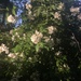 photo of Dog-rose (Rosa canina)