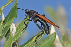 Mydas xanthopterus