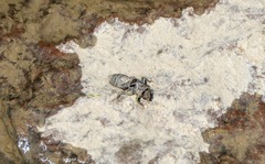Ophiogomphus rupinsulensis