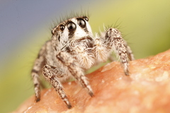 Habronattus hirsutus