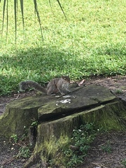 Sciurus carolinensis