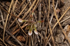 Trifolium breweri