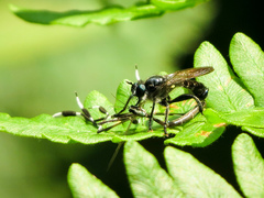 Laphria canis