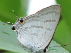Hypolycaena phorbas