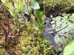 Xyris difformis