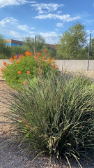 Hesperaloe parviflora