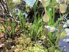 Xyris difformis