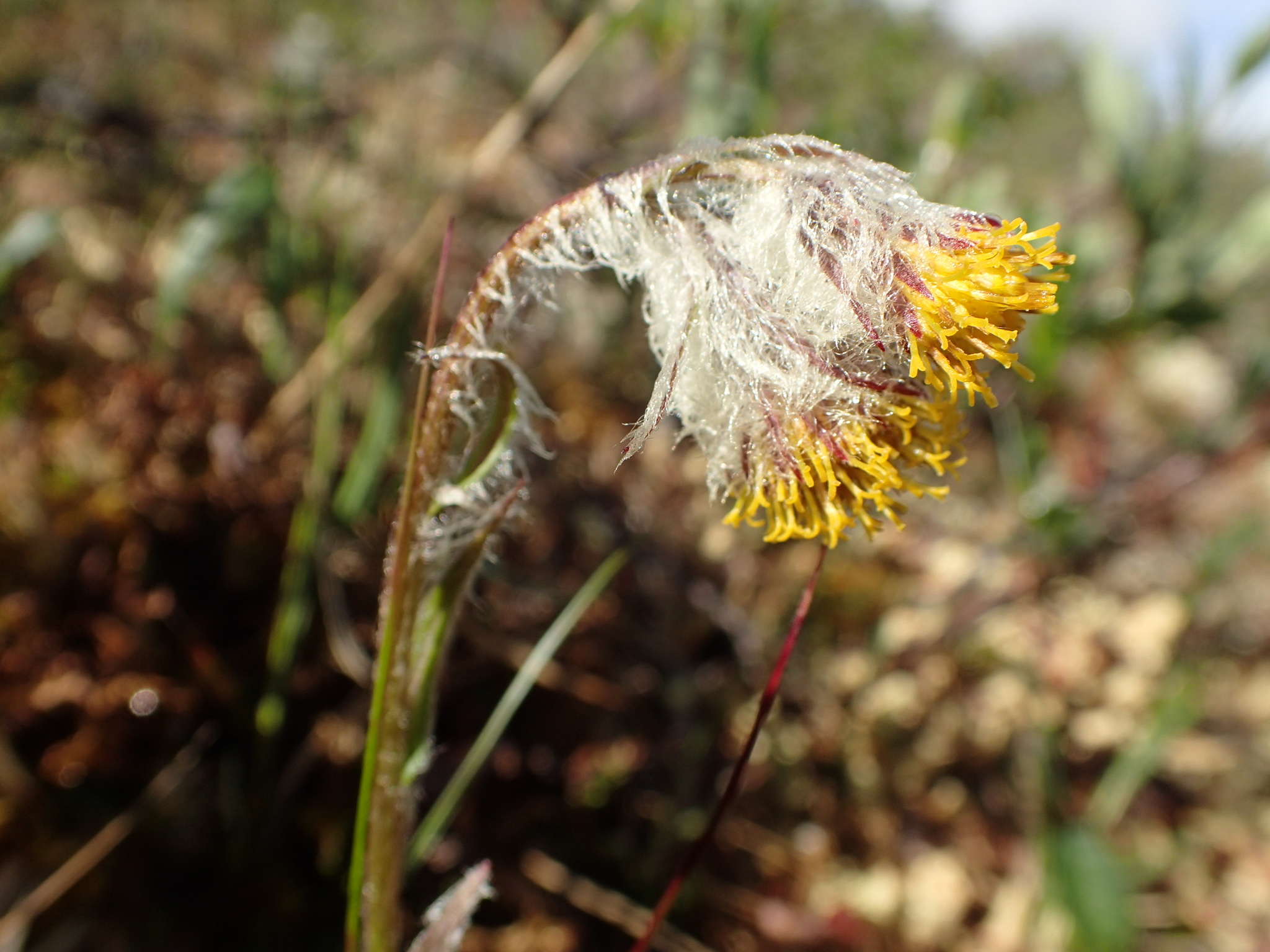 Tephroseris yukonensis