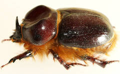 Novapus adelaidae