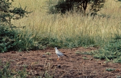 Melierax poliopterus