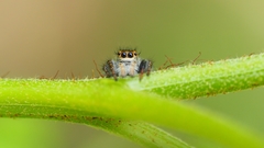 Carrhotus xanthogramma