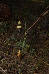 Perideridia parishii latifolia