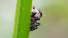 Carrhotus xanthogramma