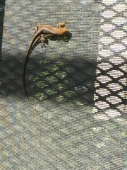 Anolis carolinensis