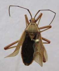 Nyttum punctatum