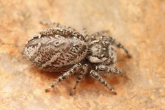 Phidippus asotus
