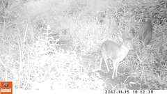 Nesotragus moschatus