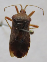 Anasa scorbutica