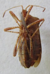 Anasa scorbutica