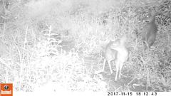 Nesotragus moschatus