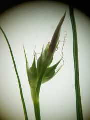 Carex tonsa