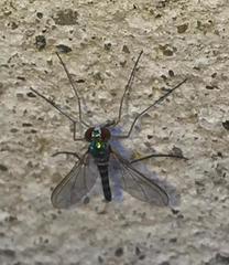 Sciapodinae