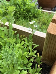 Brassicaceae