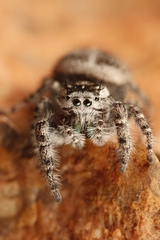 Phidippus asotus