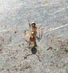 Formicidae