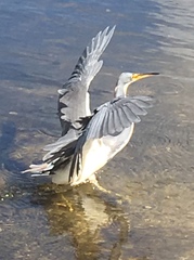 Egretta tricolor