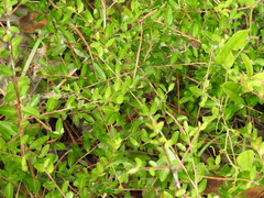Ilex vomitoria image