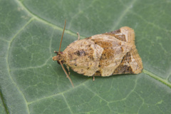Neocalyptis affinisana