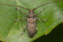 Acalolepta rusticatrix