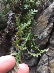 Asplenium haurakiense