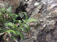 Asplenium haurakiense