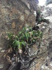 Asplenium haurakiense