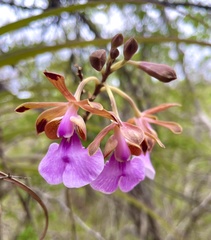 Psychilis macconnelliae