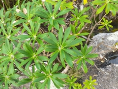 Macrolearia angustifolia