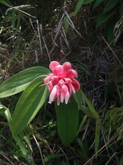 Cavendishia pubescens