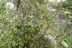 Pittosporum divaricatum