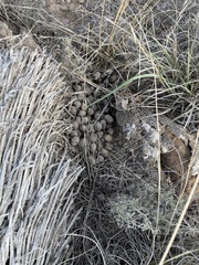 Cervus canadensis canadensis