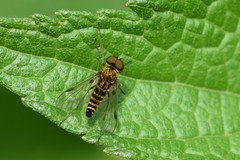 Chrysopilus fasciatus