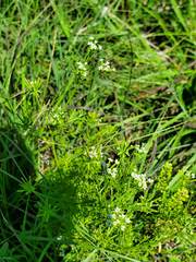 Spermolepis inermis