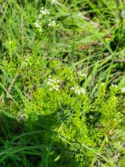 Spermolepis inermis