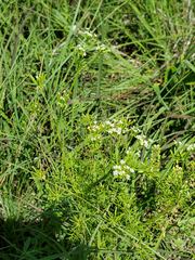 Spermolepis inermis