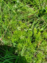 Spermolepis inermis