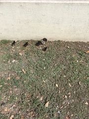 Gallus gallus domesticus