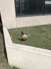 Gallus gallus domesticus