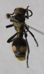 Dasymutilla paradoxa