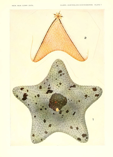 Anthenea mertoni